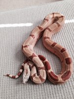 Male Hypo 02-1.jpg