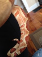 Male Hypo 03-1.jpg