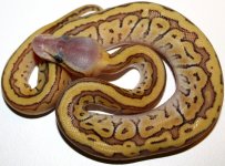 13-PPM-F1.jpg