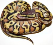 13-PEM-F1.jpg