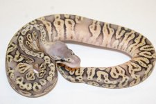 13citrussuperpastelhgwgm92-3500.jpg