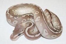 13citruspastelsoulsuckerposssuperpastelm-95-5500.jpg