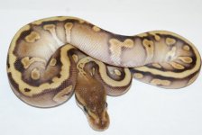 13MojaveHgwg(possredgeneandmarvelgranite)f-88-4500.jpg