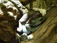 Amplexus.jpg
