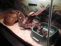 ball python 1.jpg