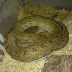retic 1.jpg