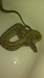 retic 2.jpg