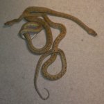 retic 3.jpg