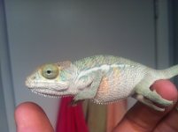 securedownload.jpg