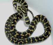 4-1-13 ZG female.jpg