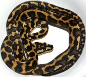 13-PA-SM-F3 (ks).jpg