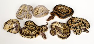 13c12Shed.jpg