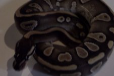 snakes 010.jpg