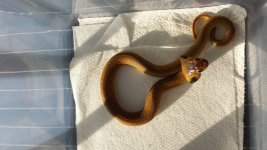 cobra2.jpg