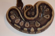 snakes 013.jpg