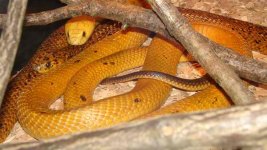 cobra3.jpg