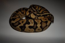 snakes 025.jpg