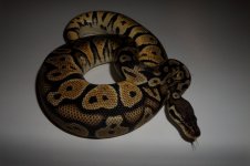 snakes 022.jpg