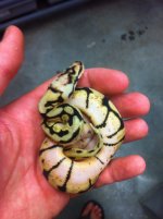 snakes 3 055.jpg