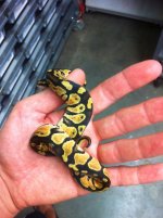 snakes 3 057.jpg