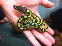 snakes 3 067.jpg