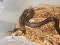 Cobra Pic 1.jpg