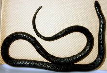 BlackMilkM.jpg