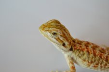 IMG_1241.jpg