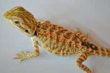 IMG_1239.jpg