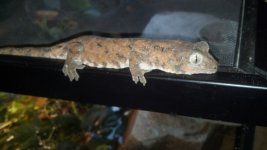 Red Chahoua female.jpg