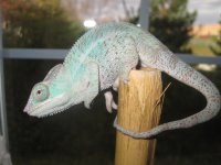 faly.a6.jpg