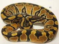 Enchi Het Albino 1.jpg