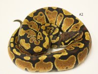 Enchi Het Albino 2.jpg