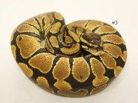 Enchi Het Albino 3.jpg