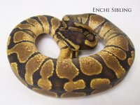 Enchi Sibling.jpg