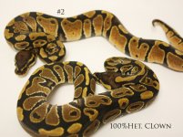 Compare Ench Clown.jpg