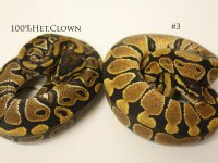 Compare Enchi Clown.jpg