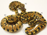 Enchi Het Albinos.jpg