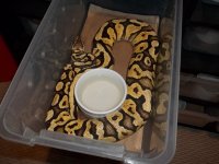 snake pics 004.jpg