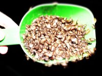 lunapic_135276218231047_30.jpg