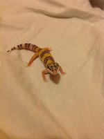 HypoXHigh Yellow with Carrot Tail.jpg