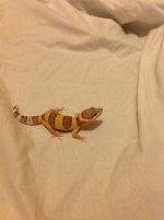 HypoXHigh Yellow with Carrot Tail 1.jpg