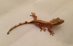 Elise x Hocus #2 (born 2013-10-31) (1).jpg