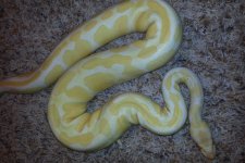 6 Female Albino top view.jpg