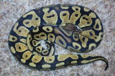 3 Female Pastel top view.jpg