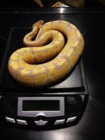 coral glow male.JPG