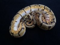enchi bee male.JPG