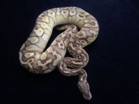 Pastel lesser ghost male 815 gr.JPG