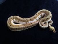 spinner blast male 630 grams.JPG