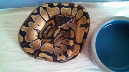 tmp_F Enchi1-594321468.jpg